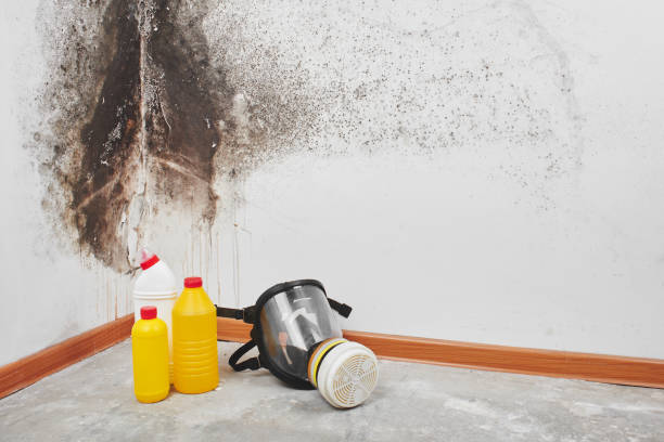 Best Crawl Space Mold Removal  in Fairfield University, CT