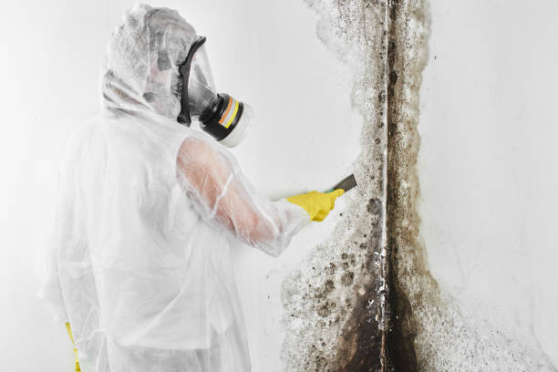 Best Residential Mold Removal  in Fairfield University, CT
