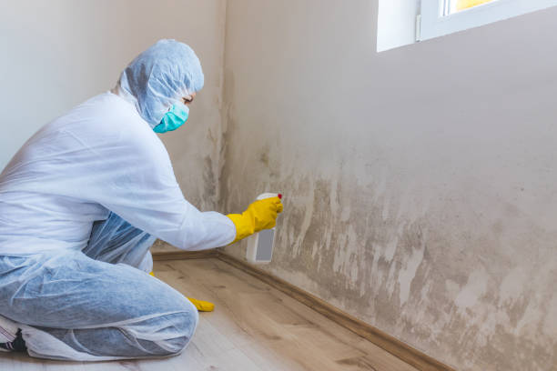 Mold Testing and Removal in Fairfield University, CT