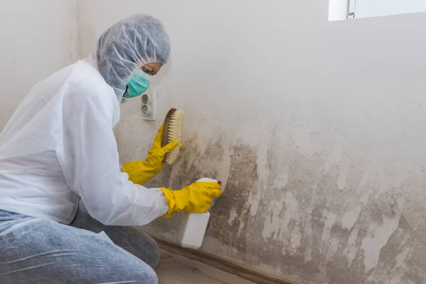 Best Mold Testing  in Fairfield University, CT