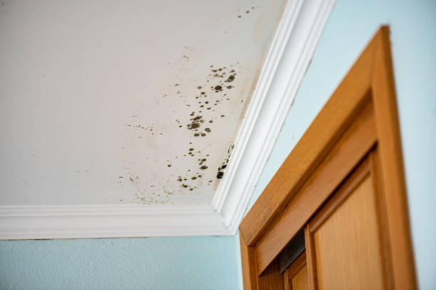 Best Home Mold Removal  in Fairfield University, CT