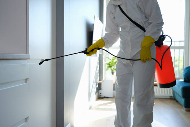 Best Same-Day Mold Removal  in Fairfield University, CT
