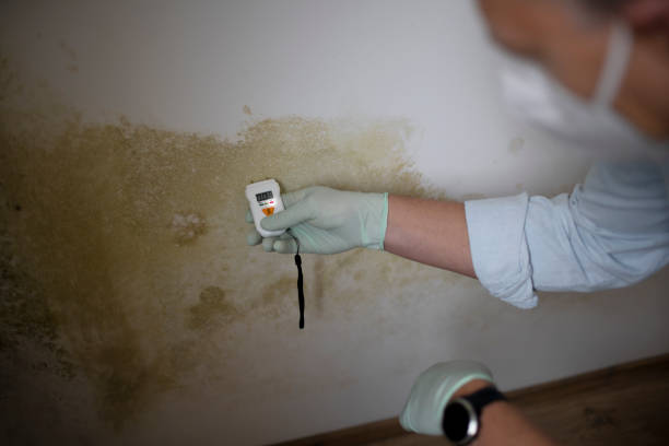 Best Mold Cleaning Services  in Fairfield University, CT