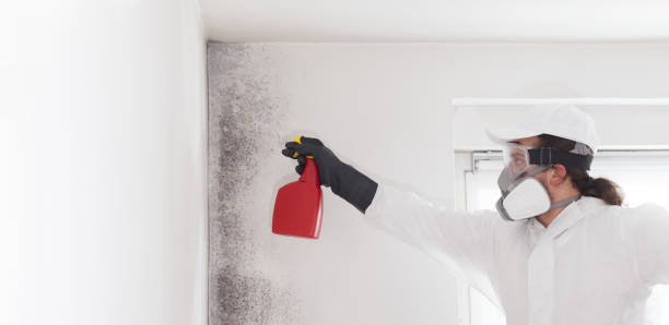 Best Mold Testing  in Fairfield University, CT