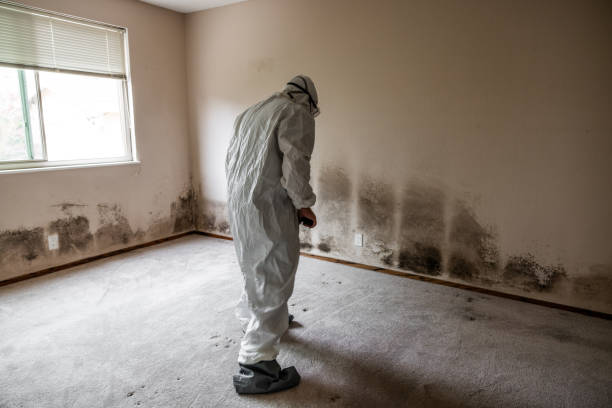 Best Mold Removal Near Me  in Fairfield University, CT