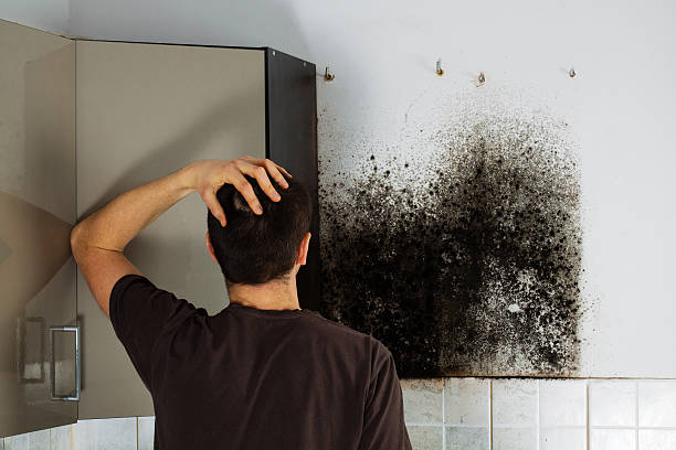 Professional Mold Removal in Fairfield University, CT