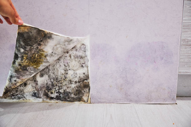 Attic Mold Removal in Fairfield University, CT
